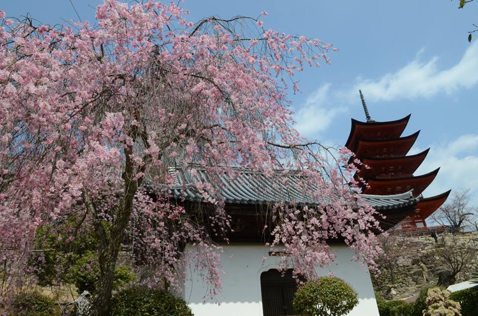 15179078_10154740937293953_1351125200708209467_n