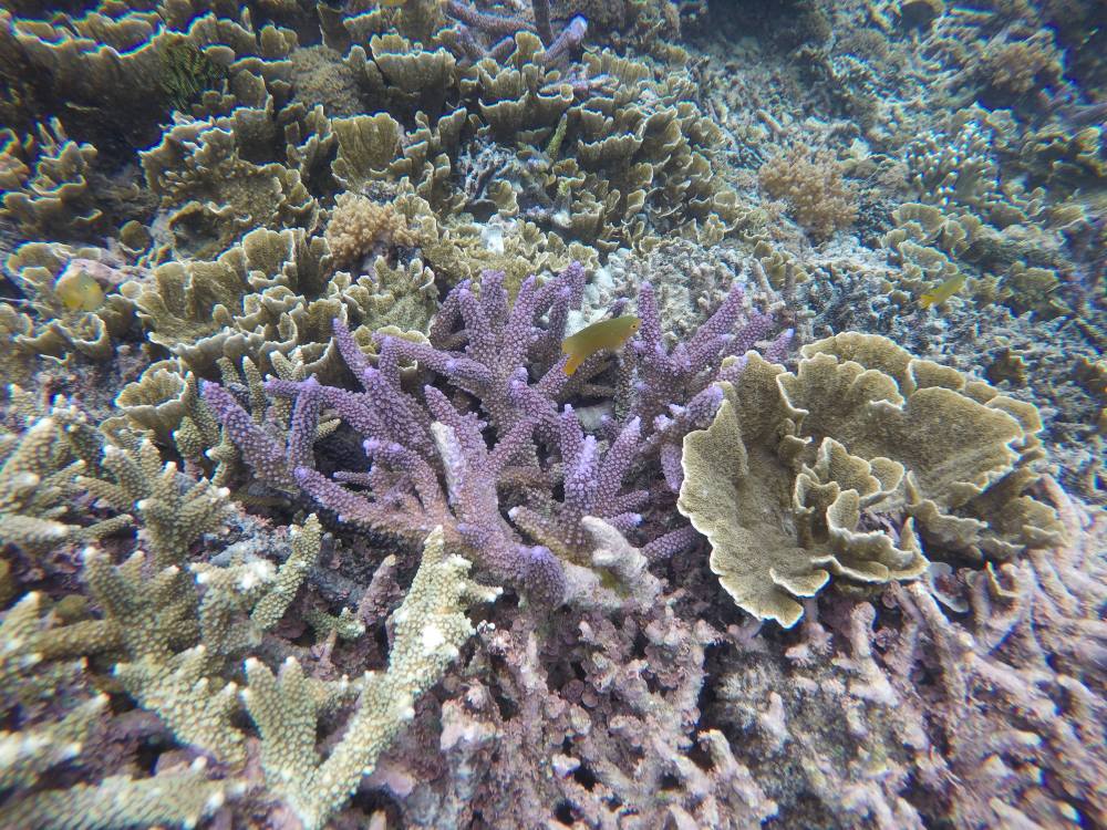 DCIM100GOPROG0196061.